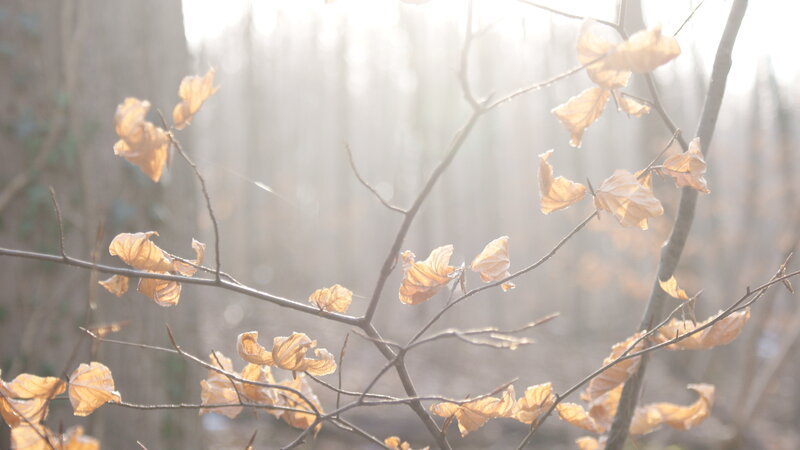 Sunlight through autumn leaves