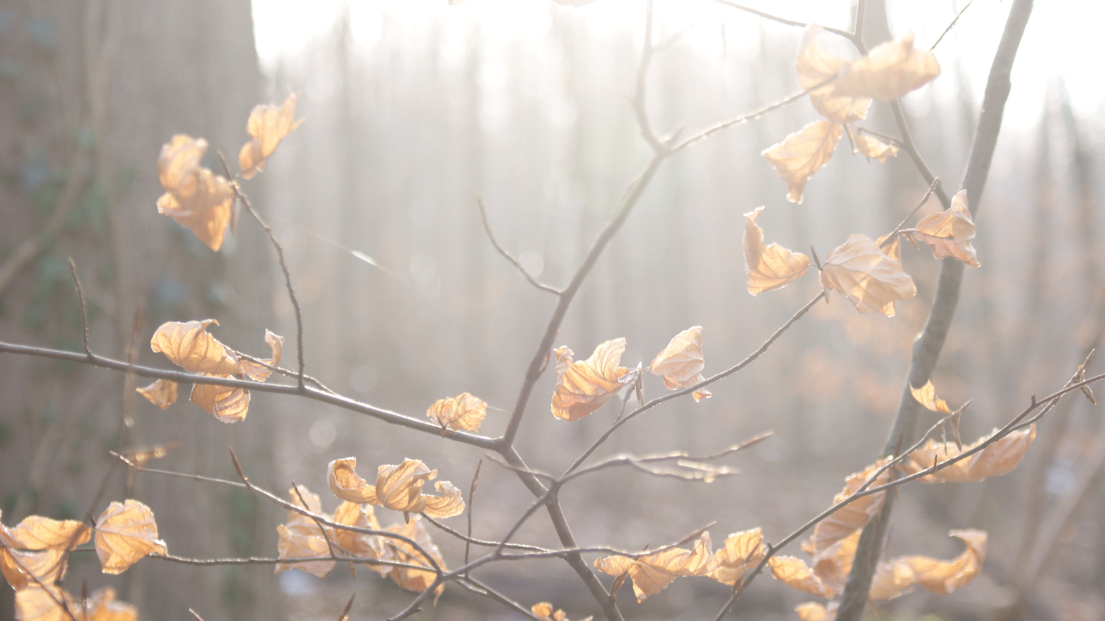 Sunlight through autumn leaves