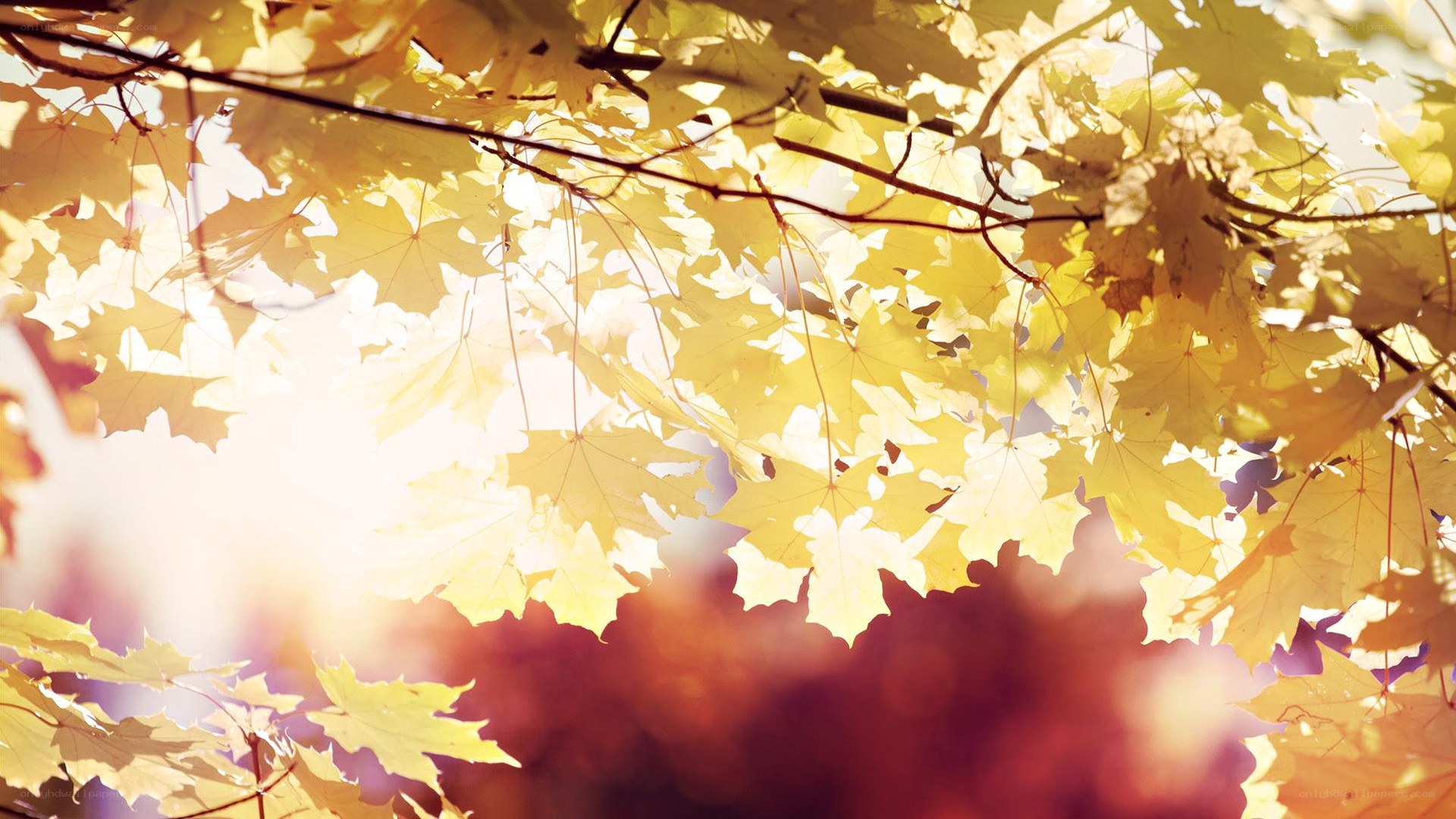 Sunlight through autumn leaves