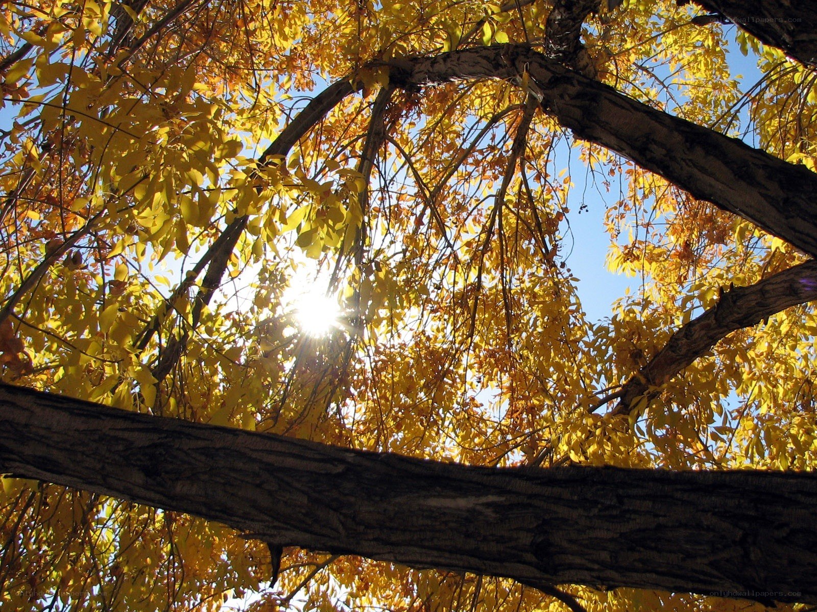 Sunlight through autumn leaves