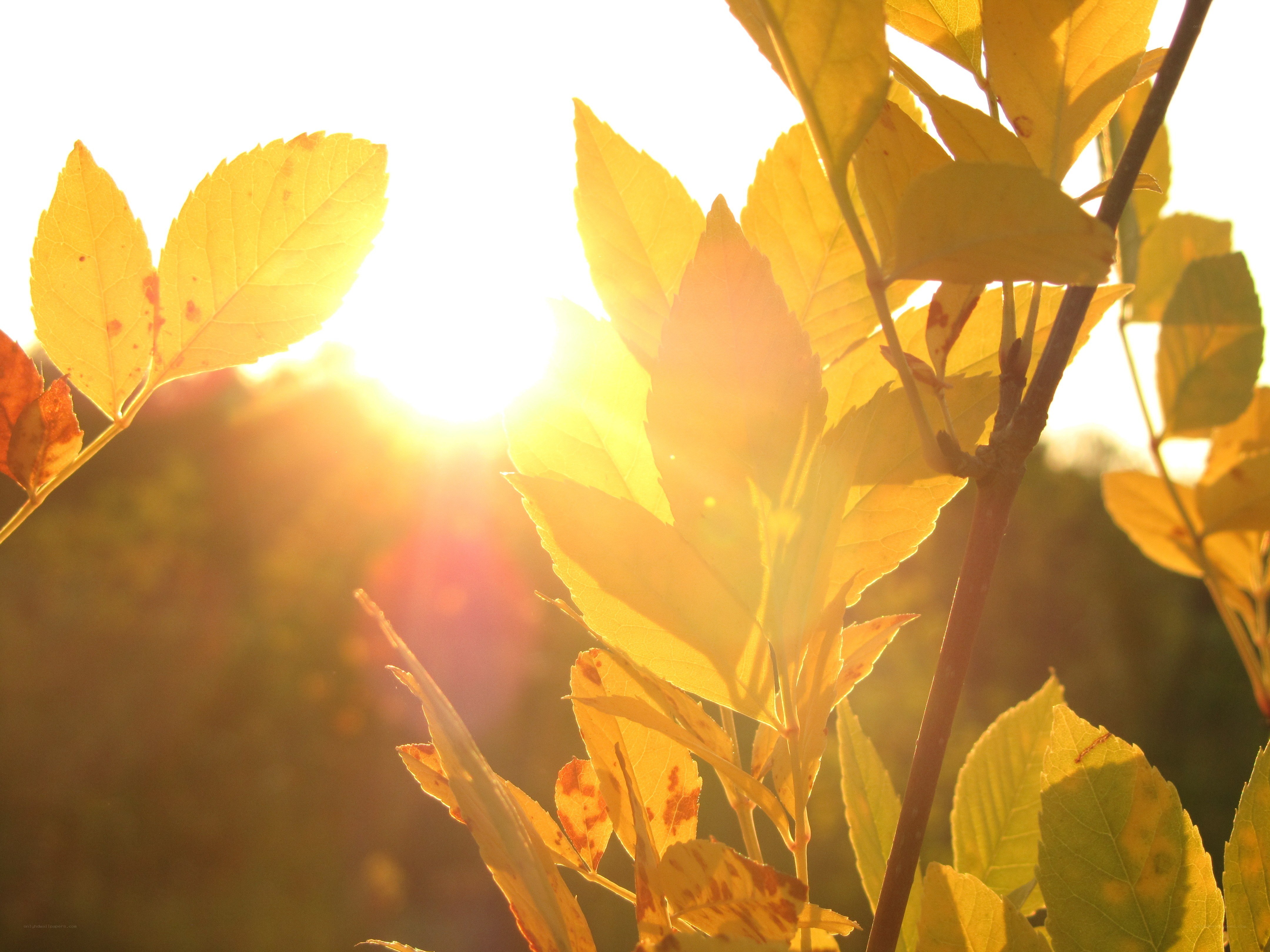 Sunlight through autumn leaves