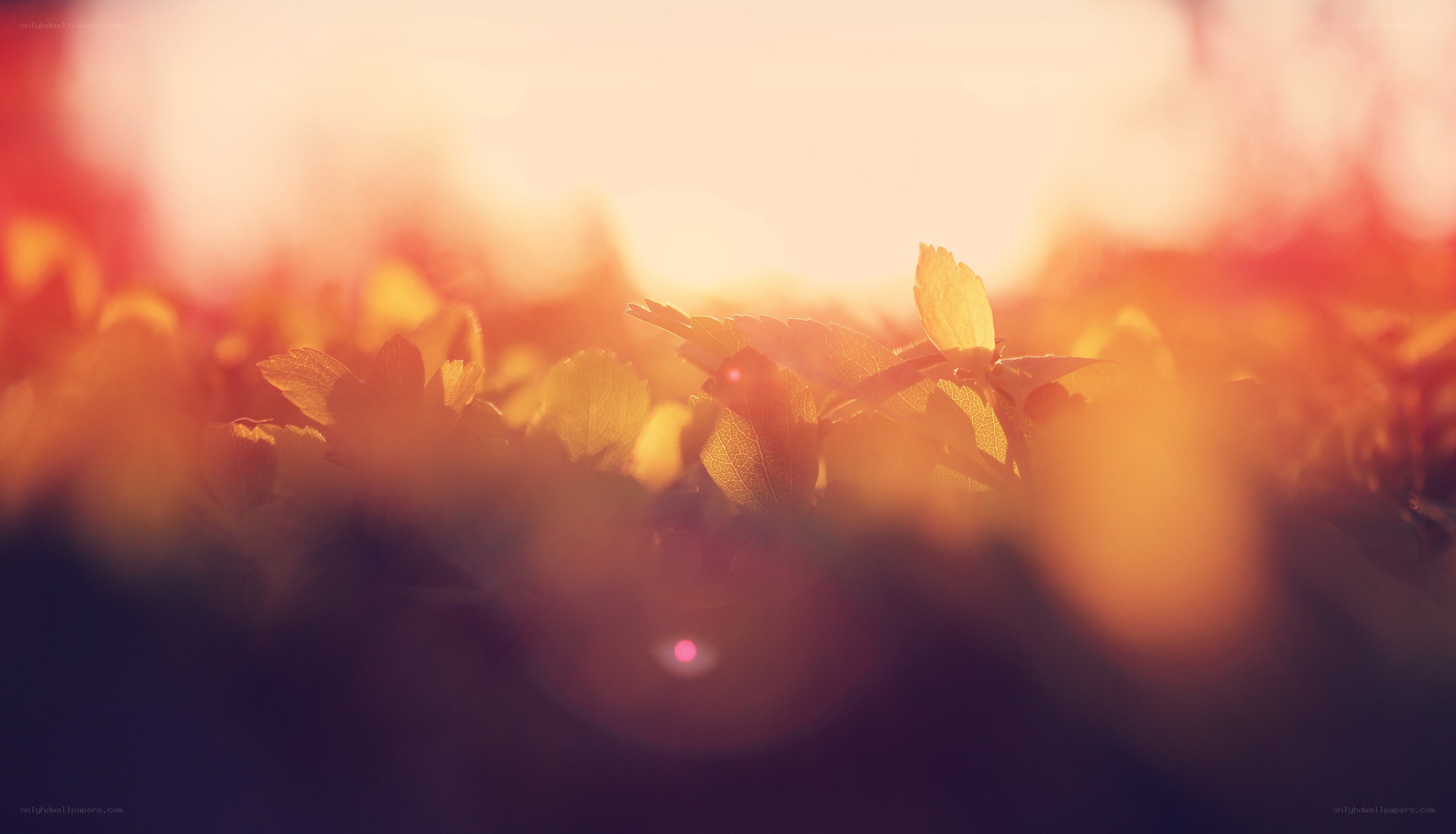 sunlight through autumn leaves