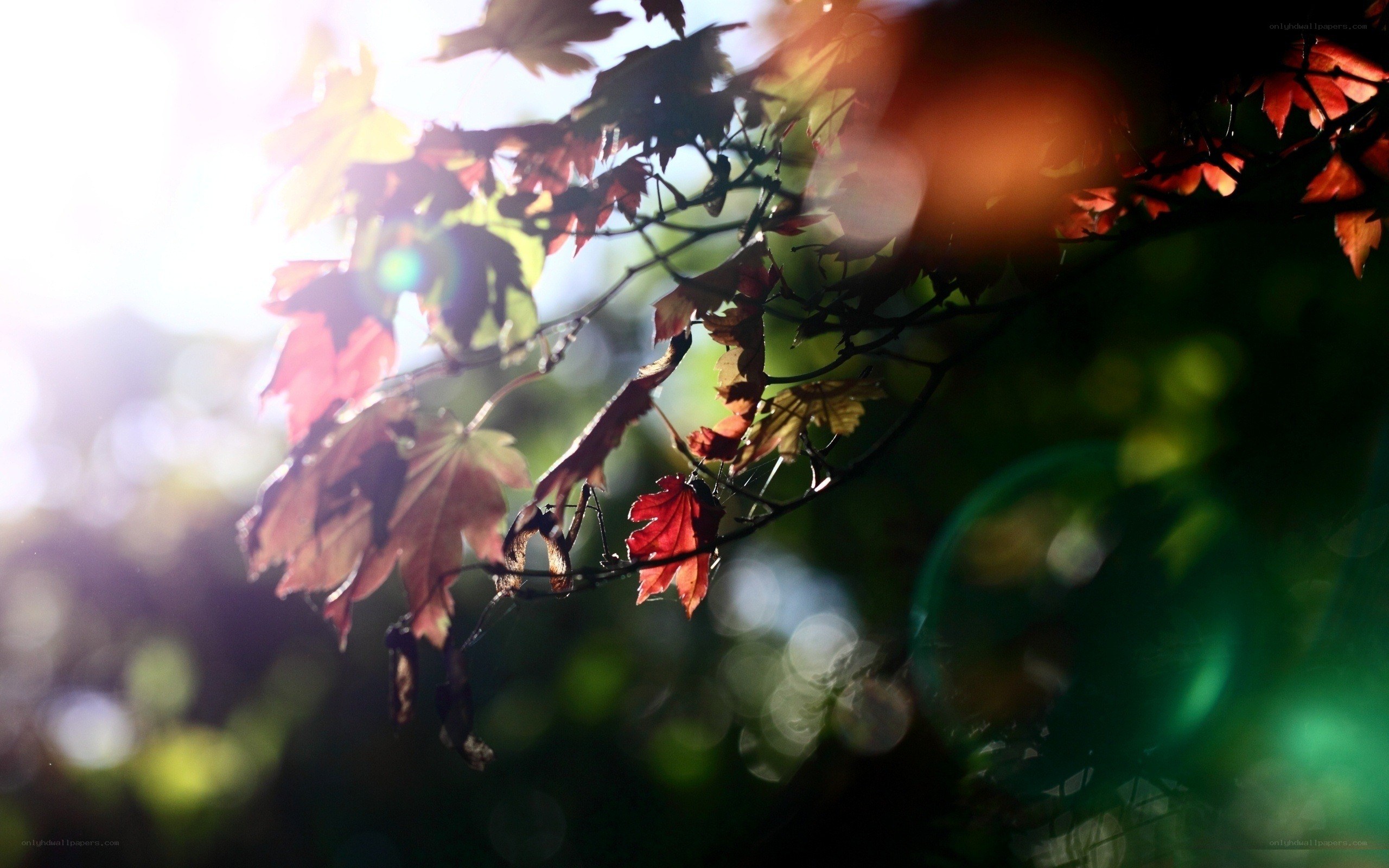 Sunlight through autumn leaves