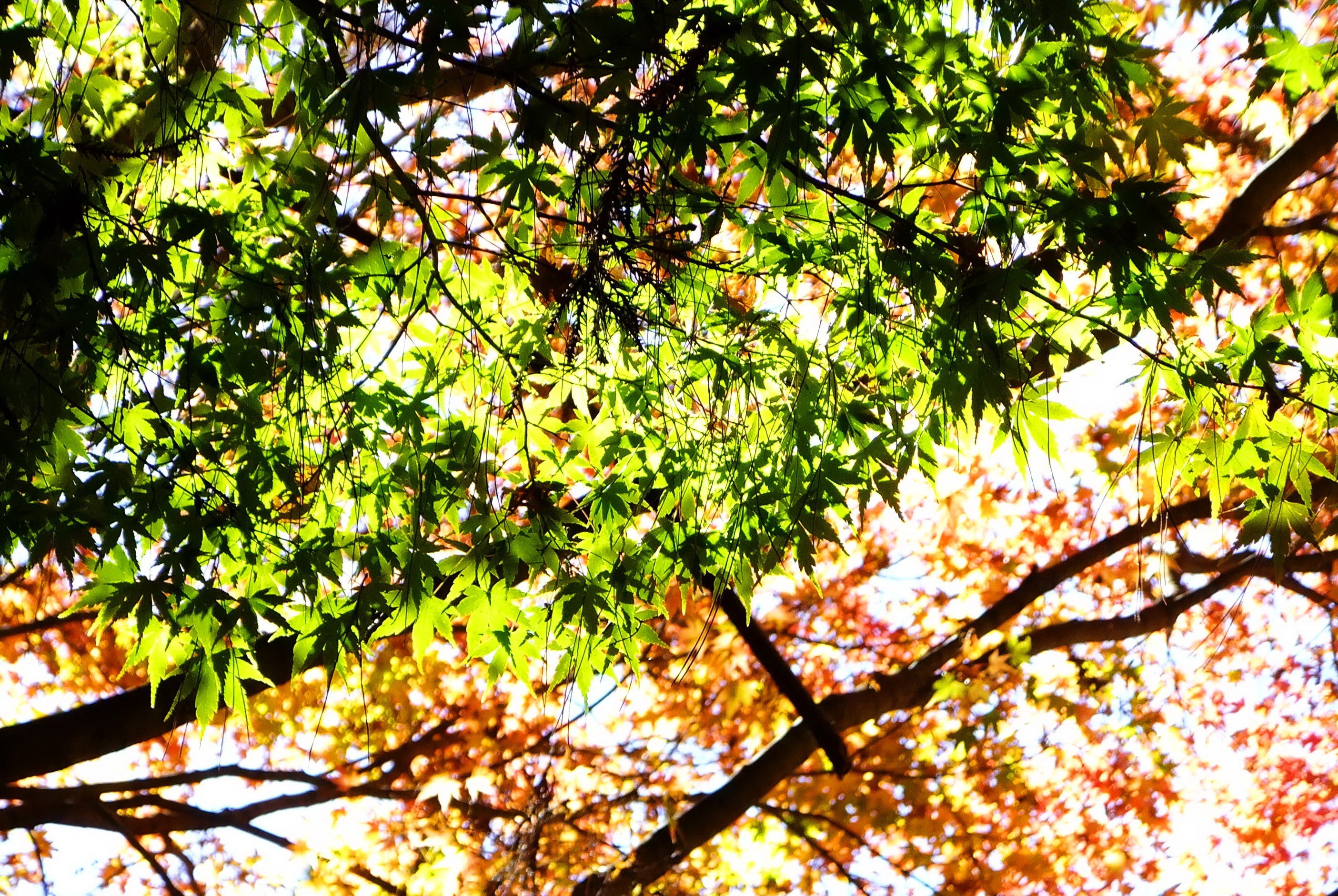 Sunlight through autumn leaves