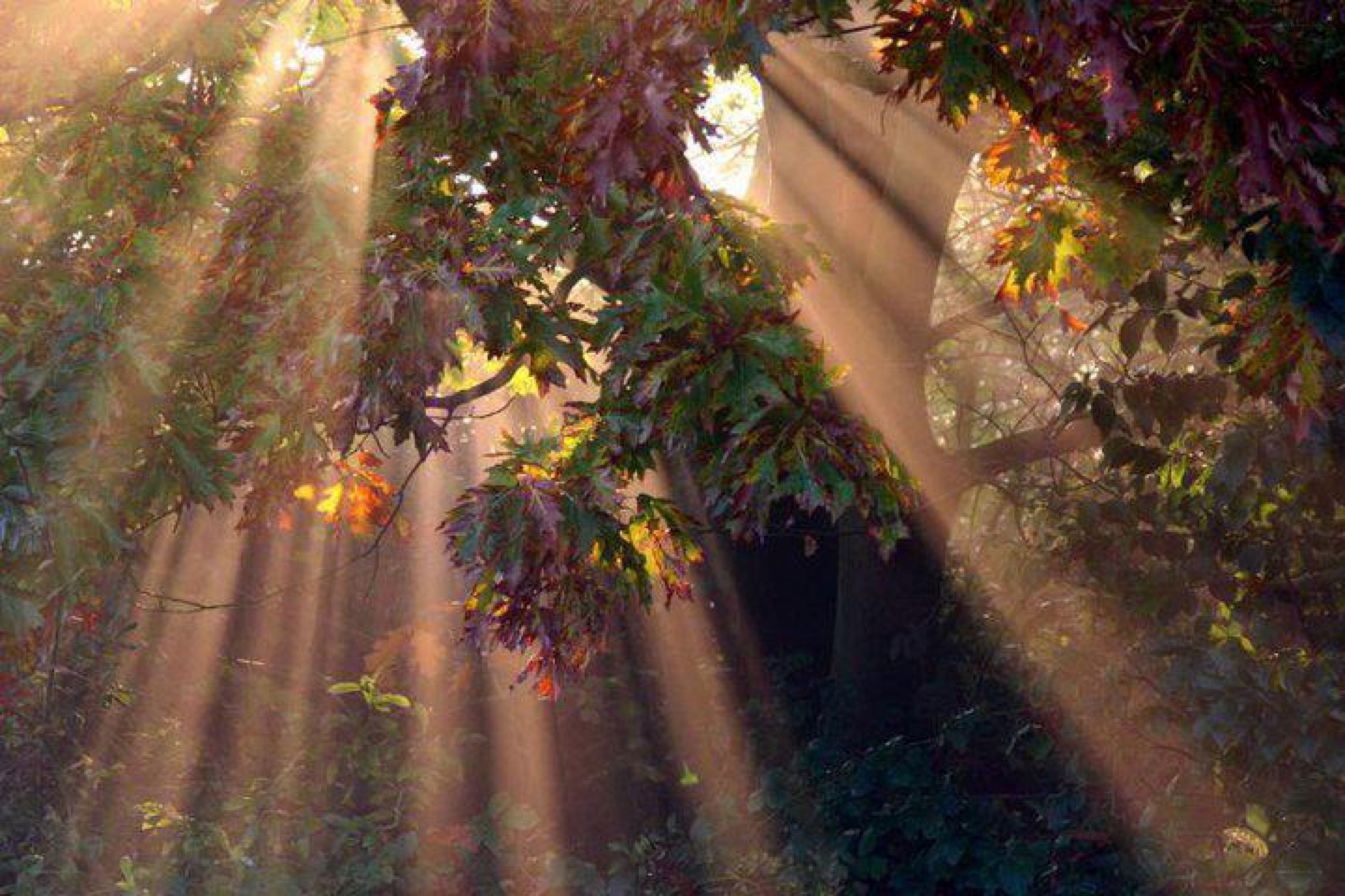 sunlight through autumn leaves