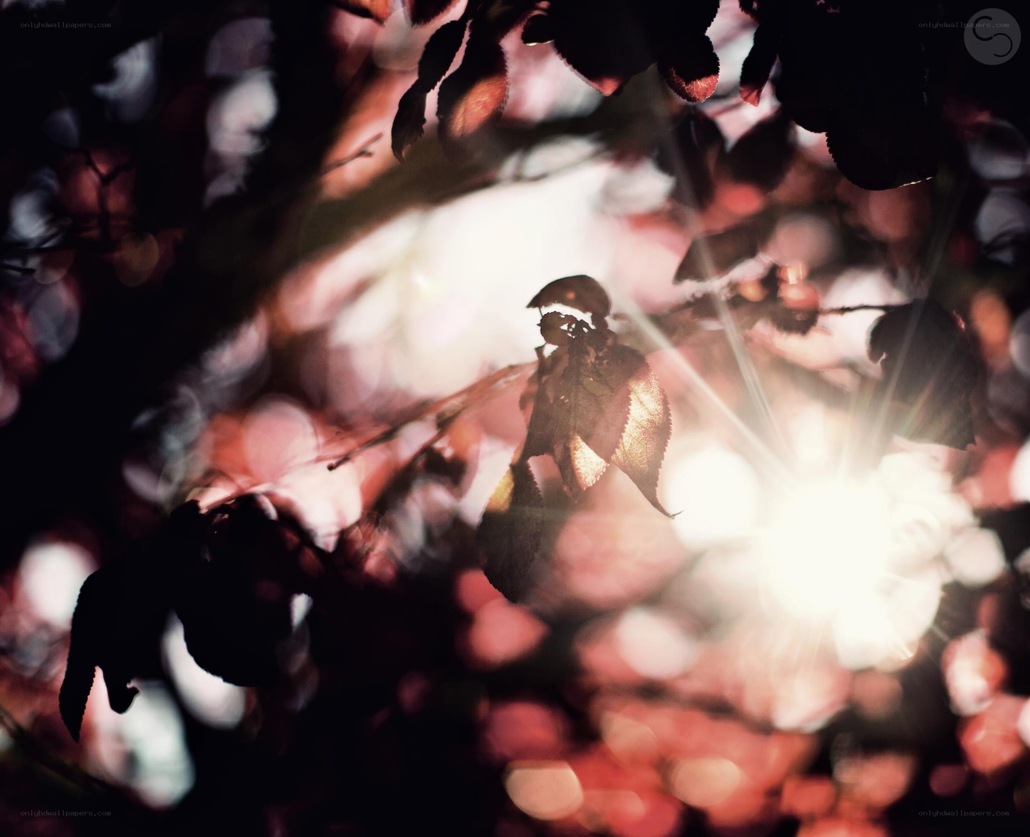 sunlight through autumn leaves