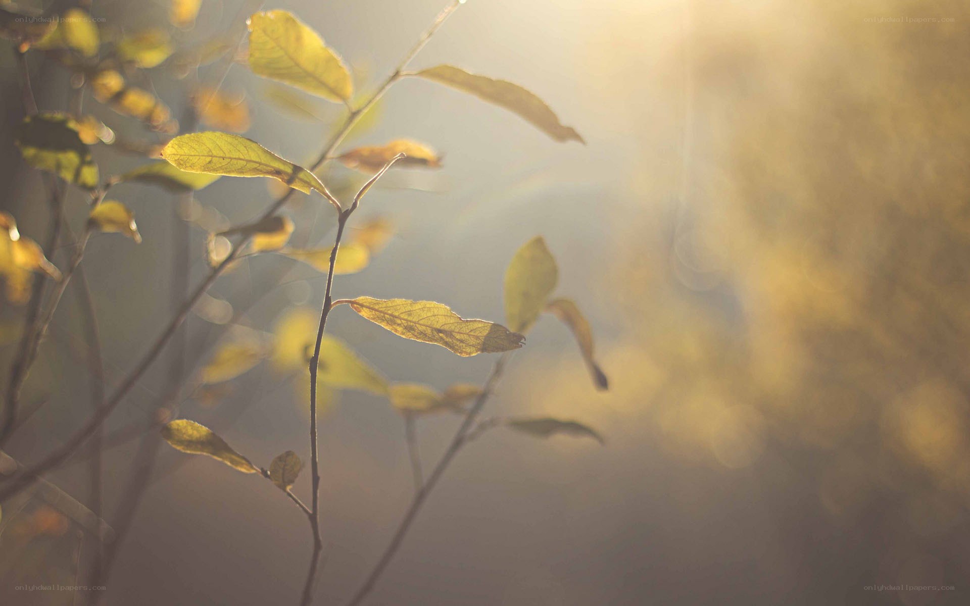 sunlight through autumn leaves