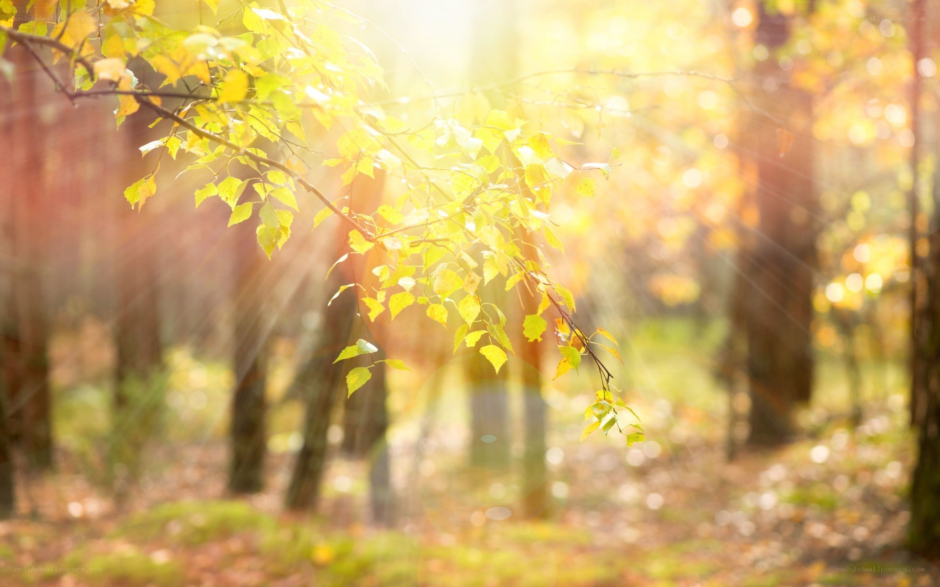 Sunlight through autumn leaves