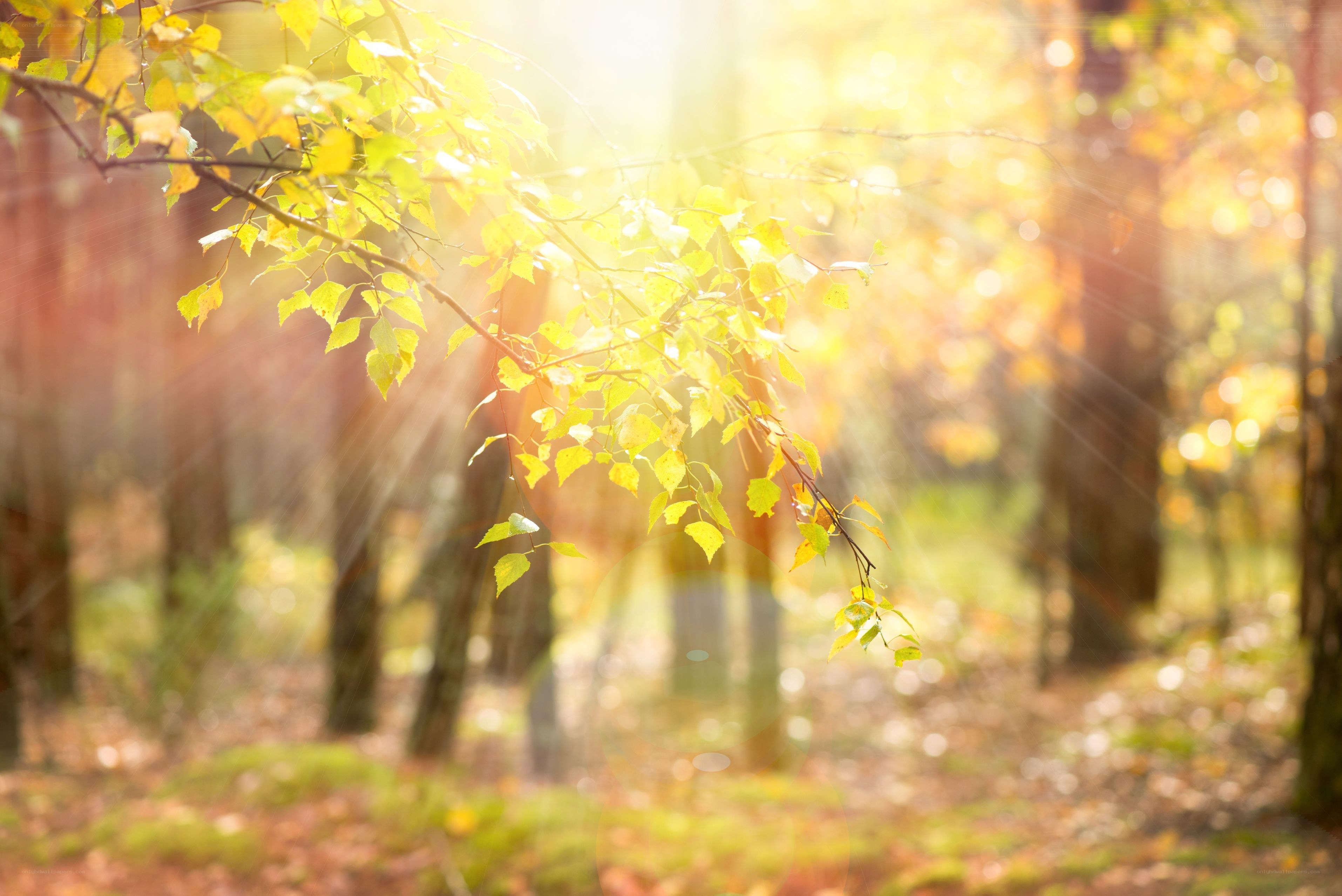 Sunlight through autumn leaves