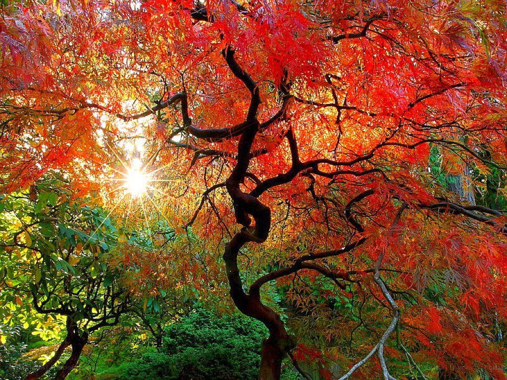 Sunlight through autumn leaves