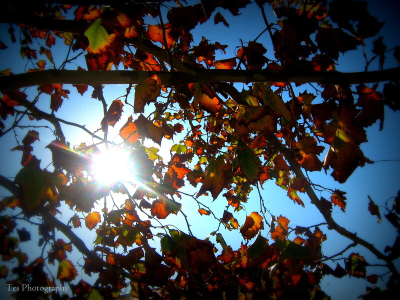 Sunlight Through Autumn Leaves — Blue