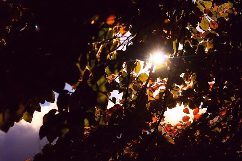 Sunlight Through Autumn Leaves — Brown