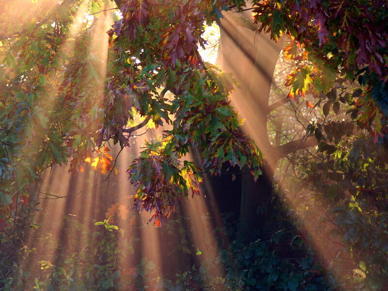 Sunlight Through Autumn Leaves — Green, Serene, Photograph