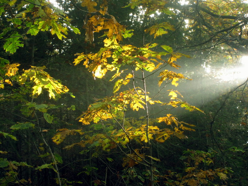 Sunlight Through Autumn Leaves — Green, Serene