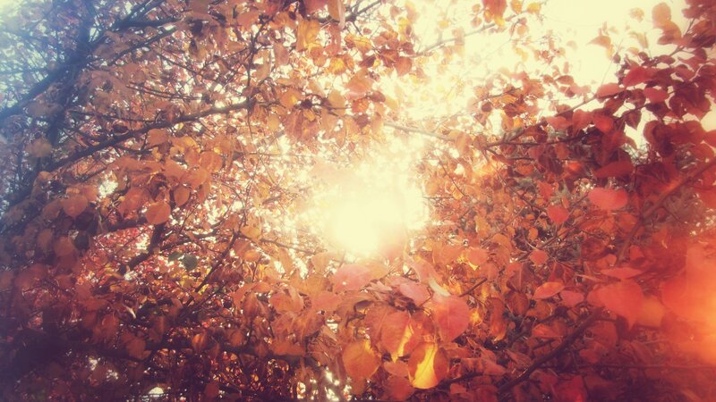 Sunlight Through Autumn Leaves — Orange