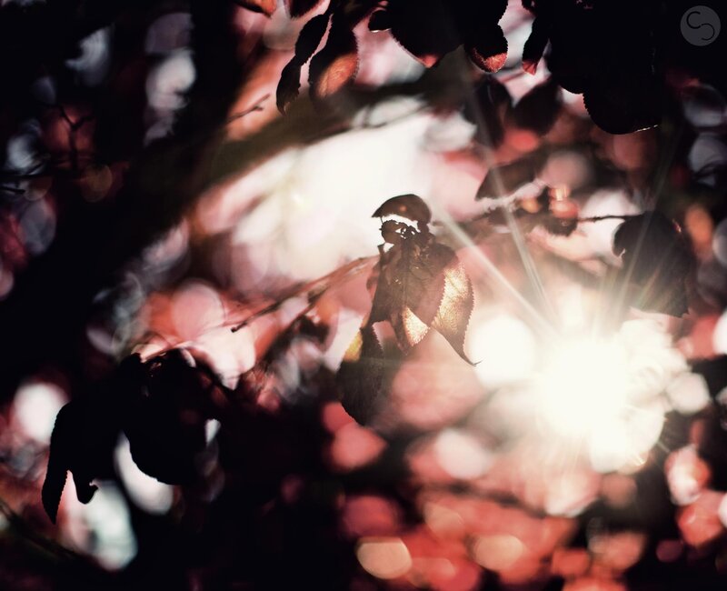 Sunlight Through Autumn Leaves — Red