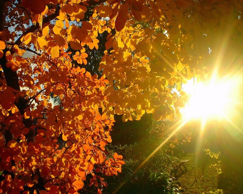 Sunlight through autumn leaves