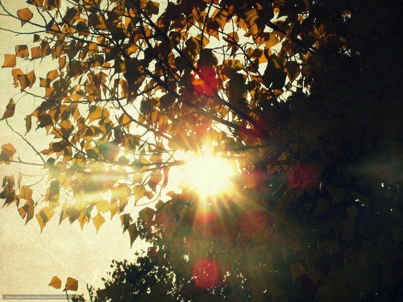 Sunlight Through Autumn Leaves — Yellow, Serene, Photograph