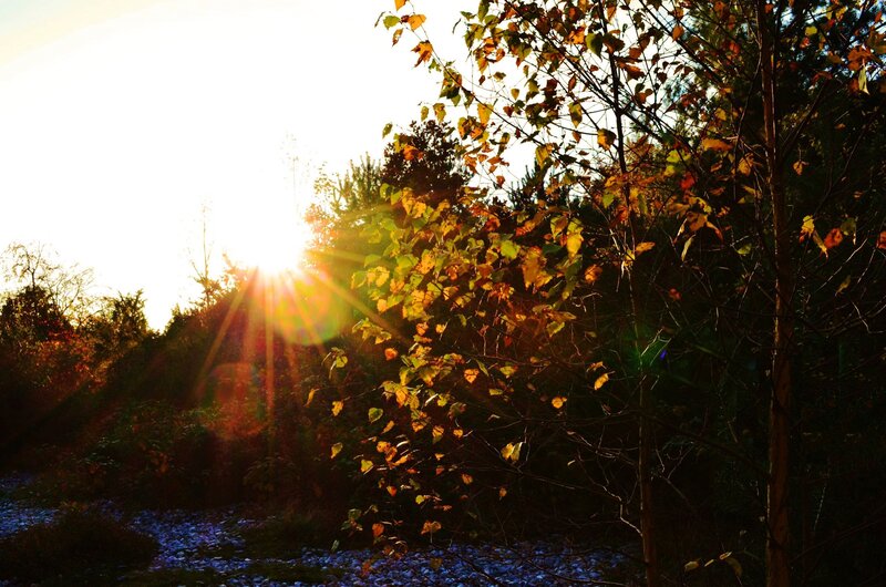 Sunlight Through Autumn Leaves — Yellow, Serene