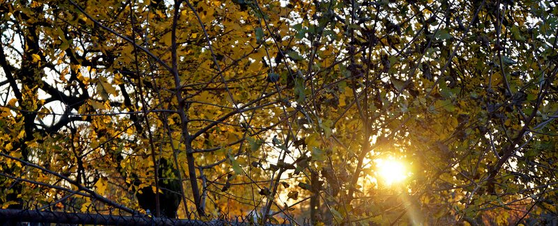 Sunlight Through Autumn Leaves — Yellow