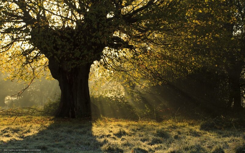 Sunlight through autumn tree