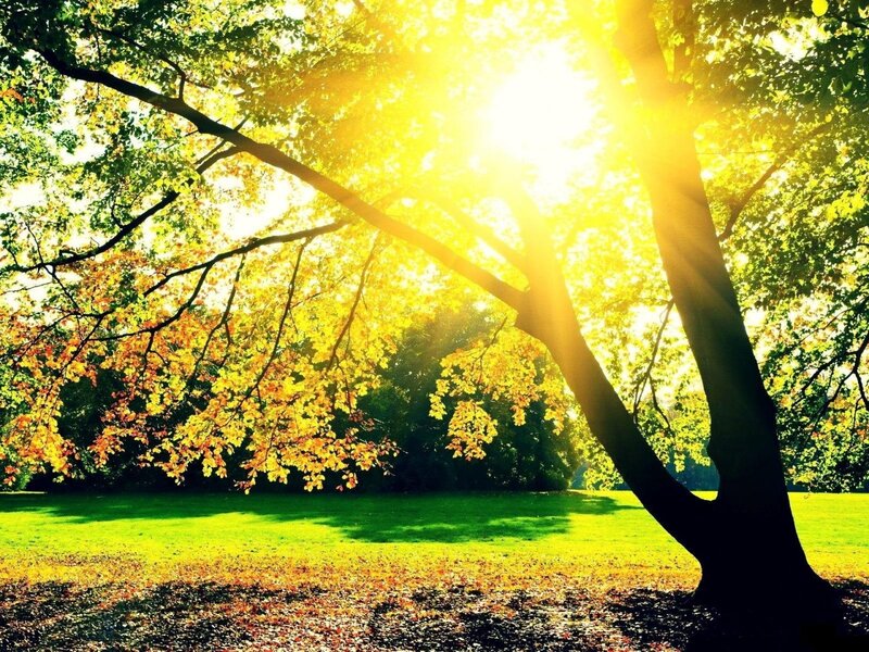 Sunlight Through Autumn Tree — Yellow