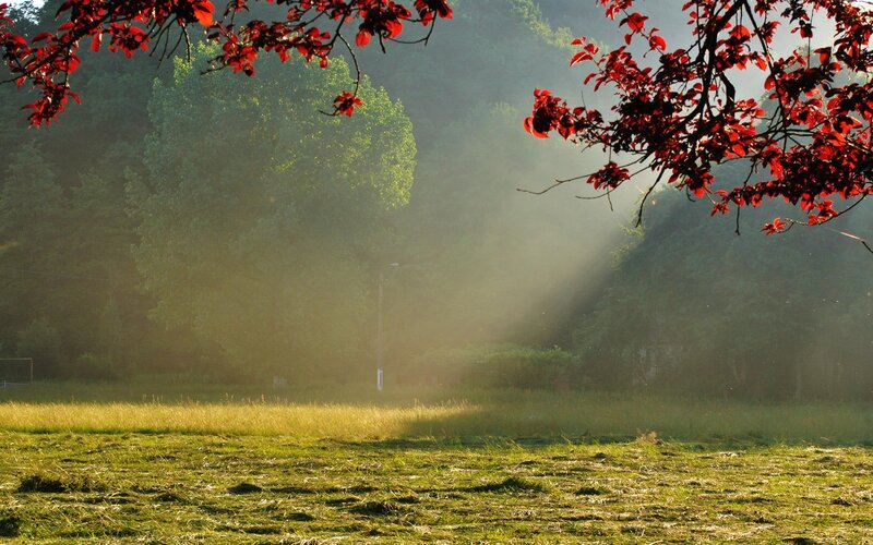 Sunlight through autumn trees
