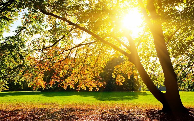 Sunlight through autumn trees