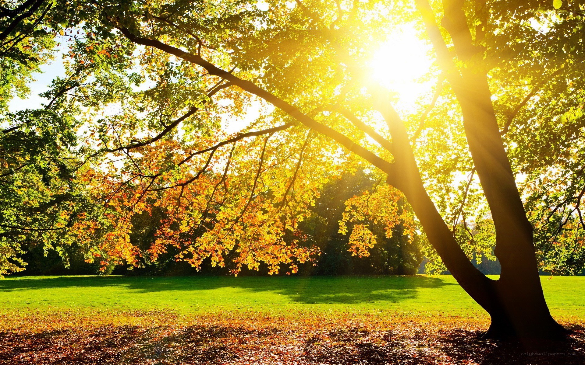 Sunlight through autumn trees