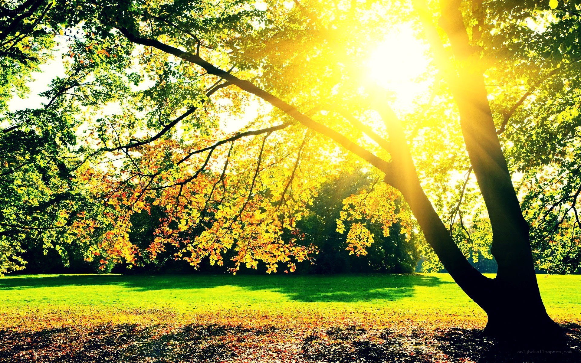 Sunlight through autumn trees