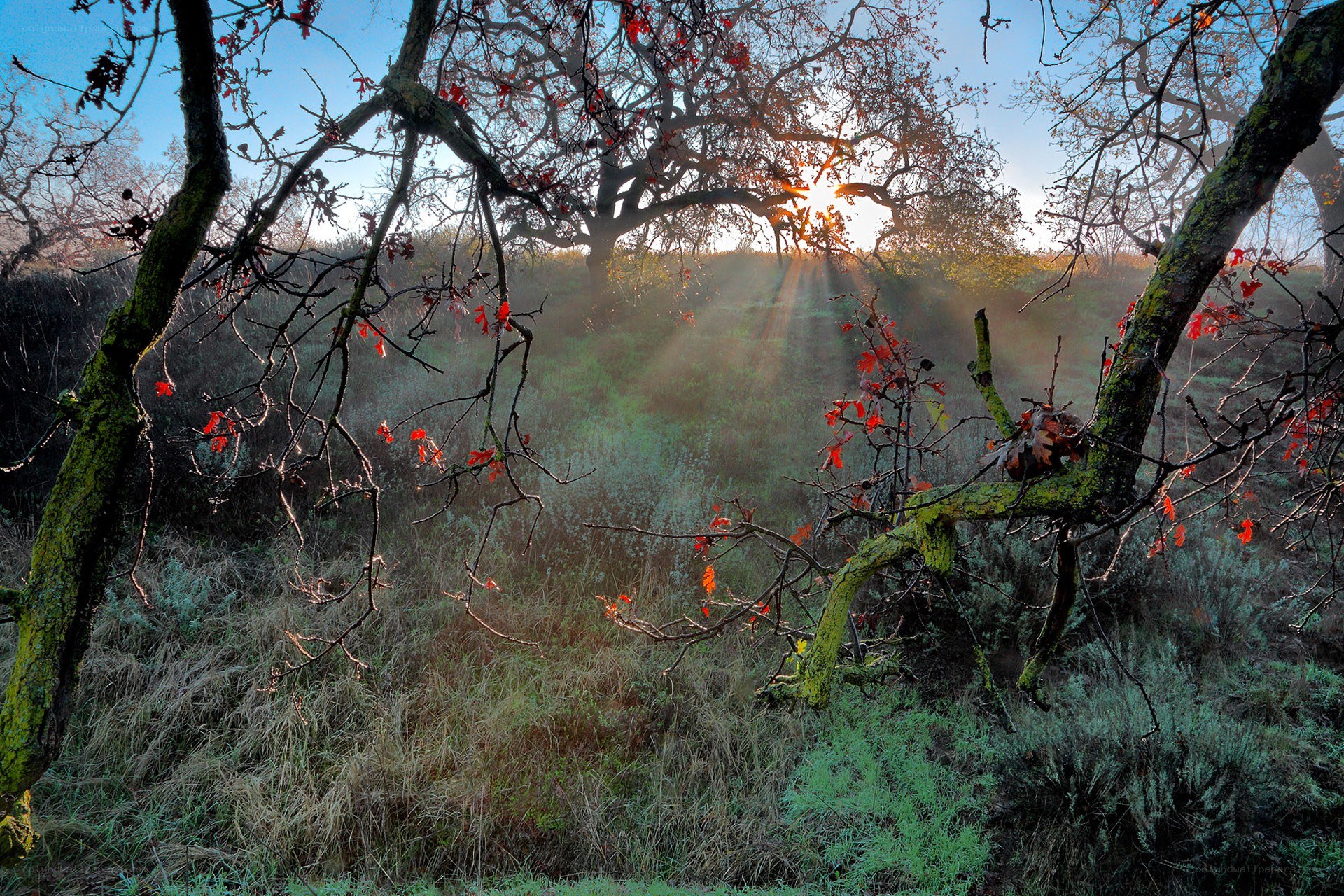 Sunlight through autumn trees