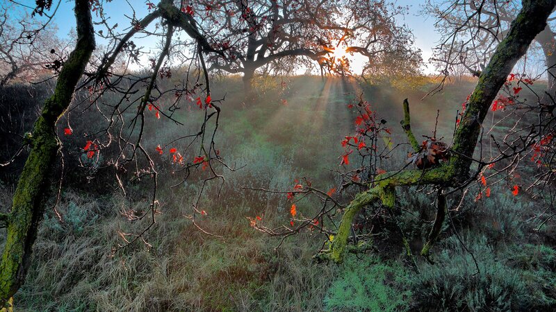 Sunlight through autumn trees