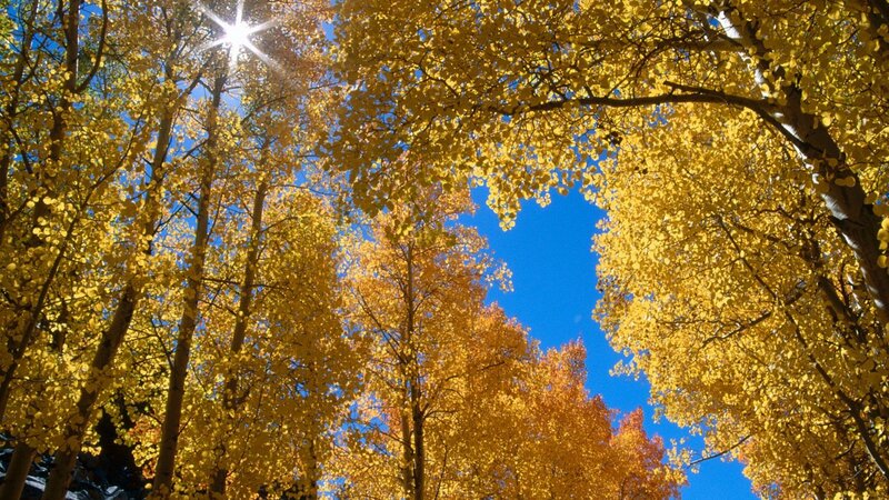 Sunlight through autumn trees