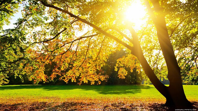 Sunlight through autumn trees