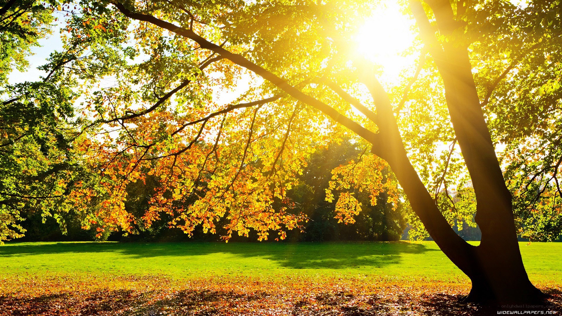 Sunlight through autumn trees