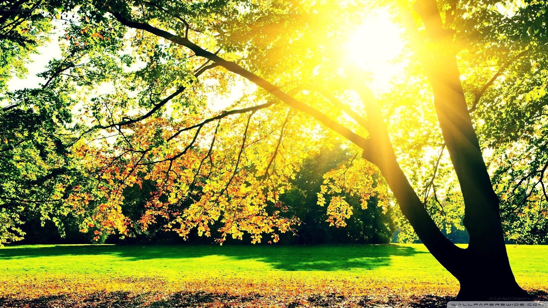 Sunlight through autumn trees