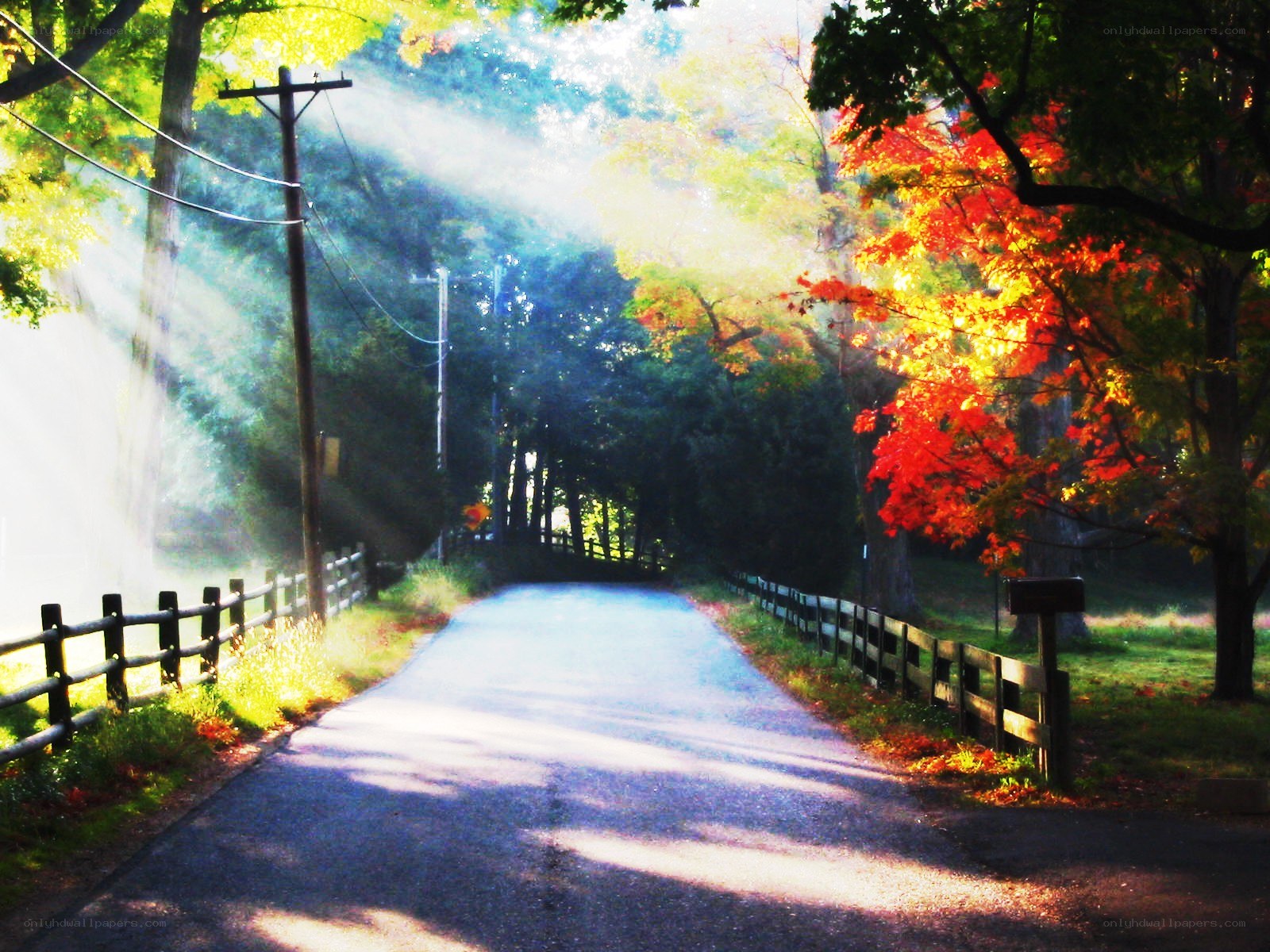 Sunlight through autumn trees
