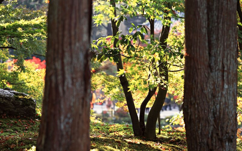 Sunlight through autumn trees
