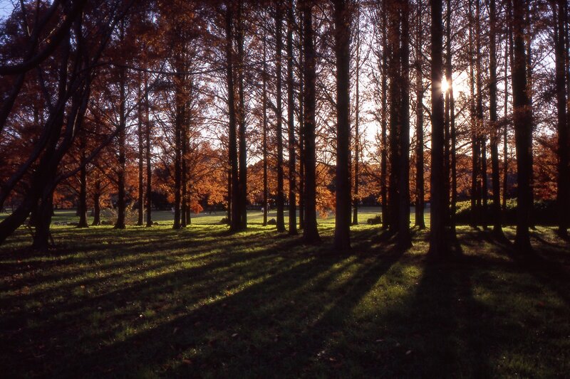 Sunlight through autumn trees