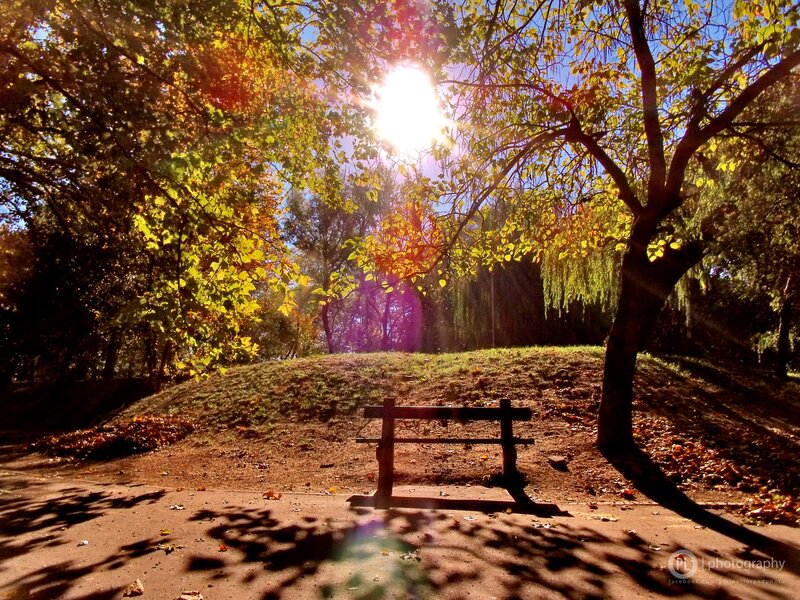 Sunlight through autumn trees