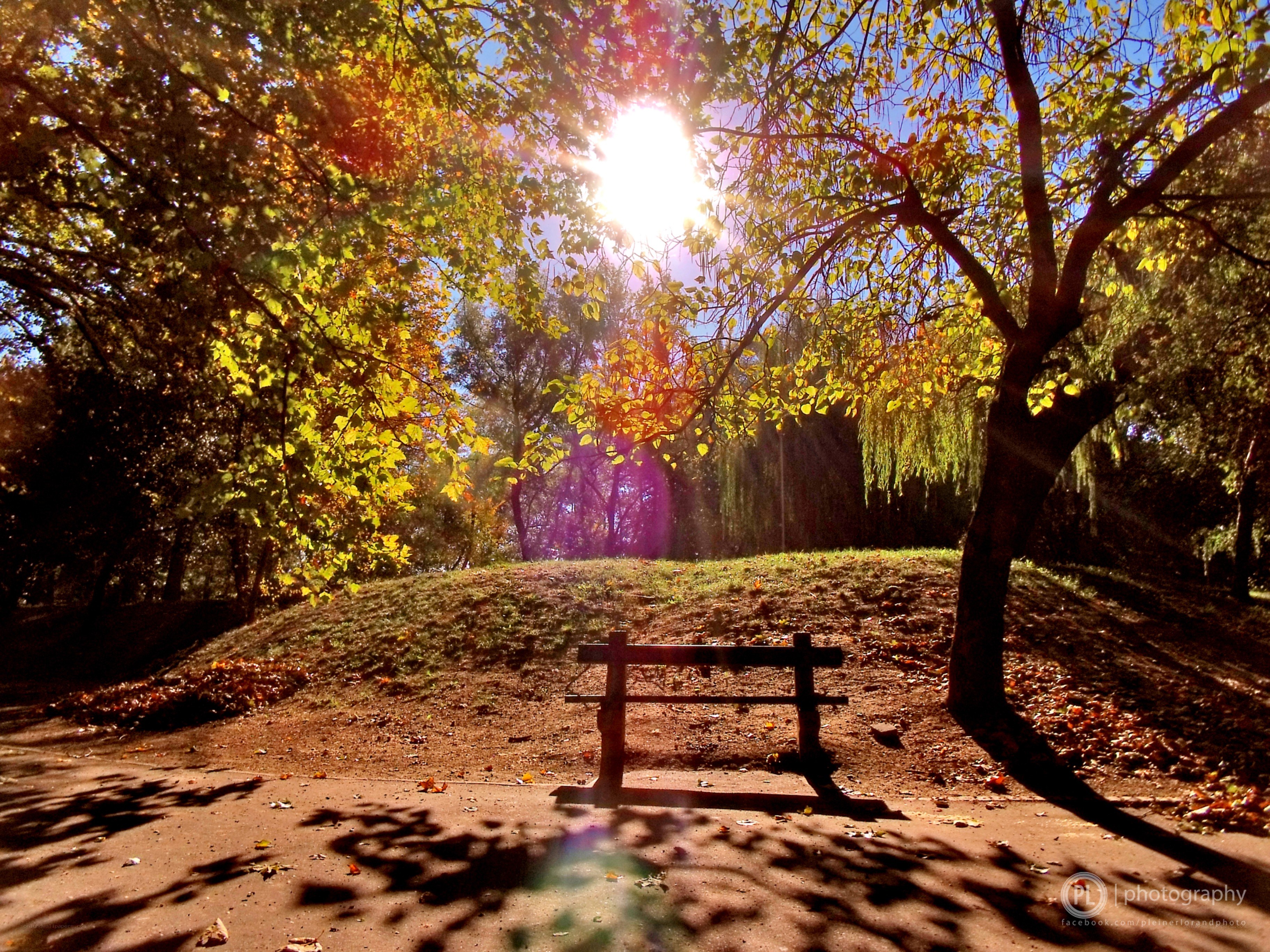 Sunlight through autumn trees