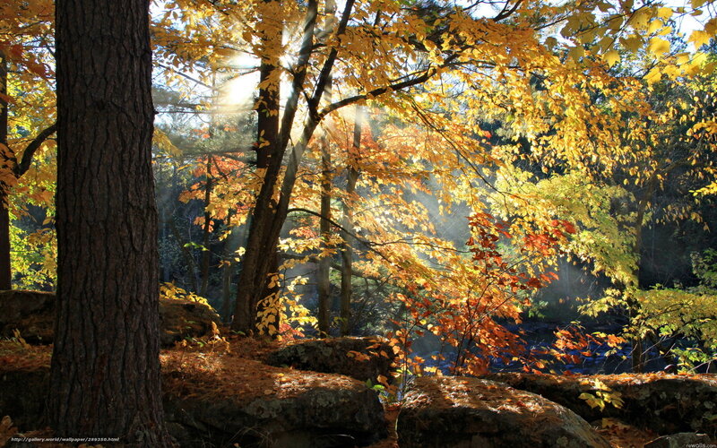 Sunlight through autumn trees