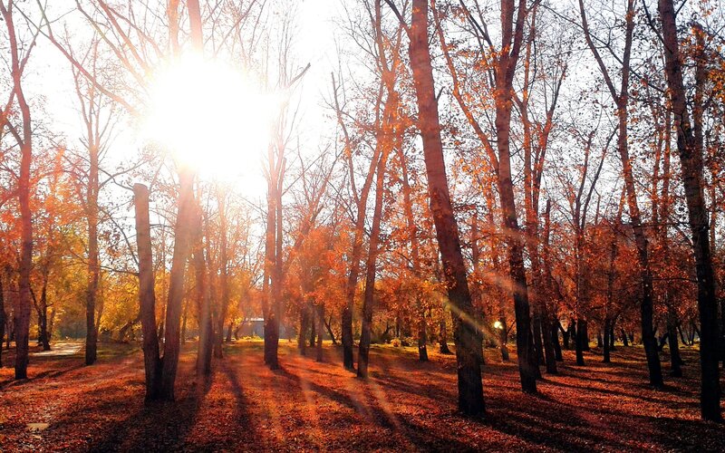 Sunlight through autumn trees