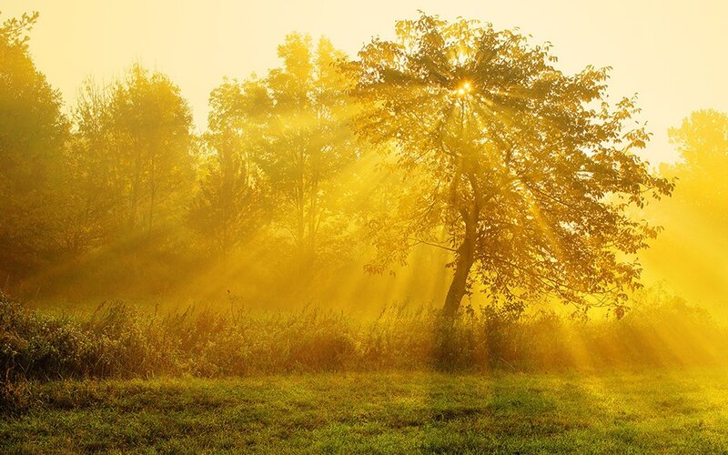 Sunlight through autumn trees