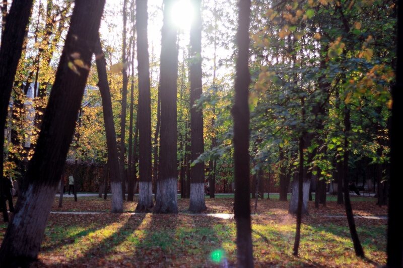 Sunlight through autumn trees