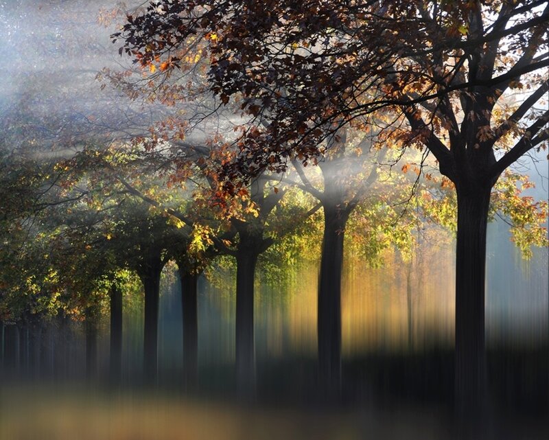 Sunlight through autumn trees