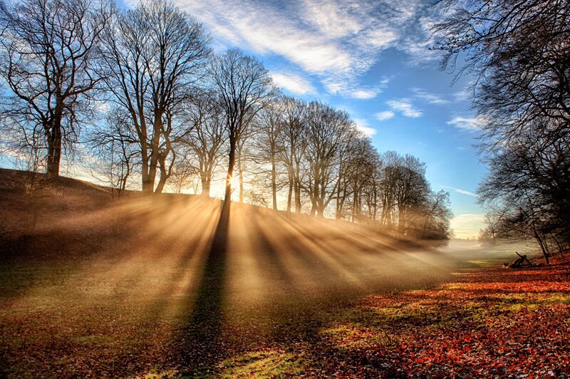 Sunlight through autumn trees