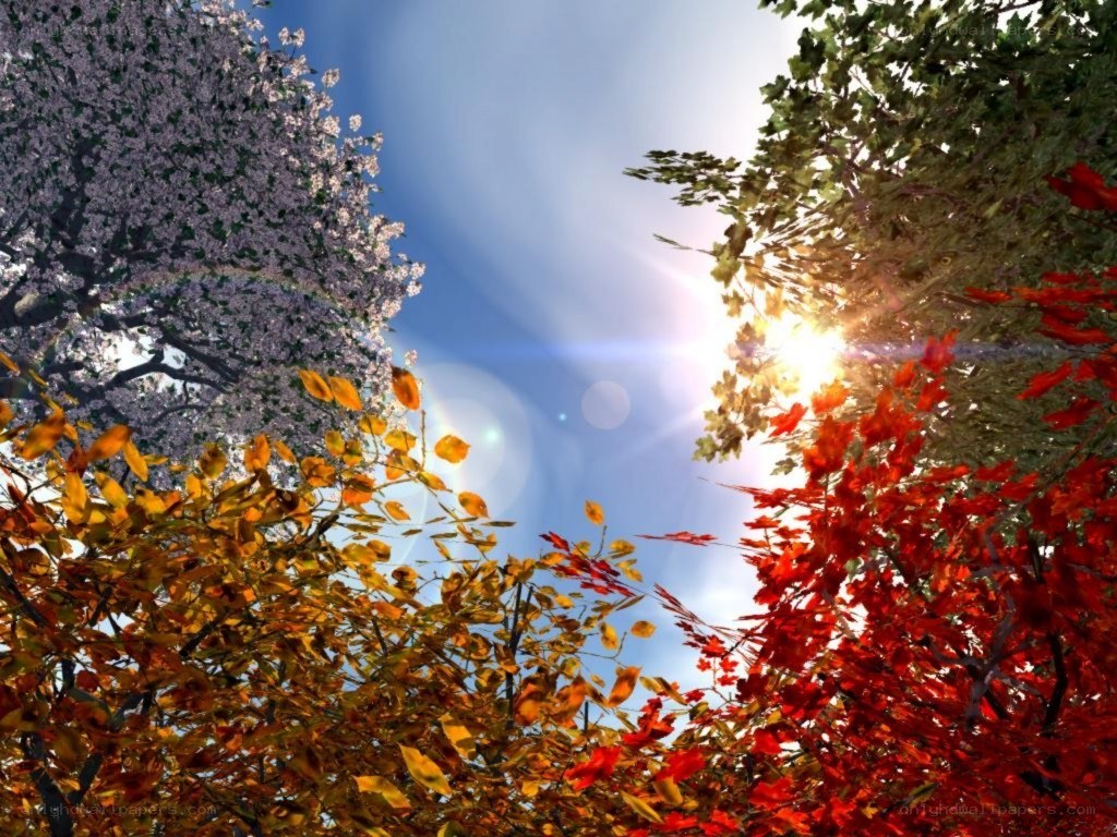 Sunlight through autumn trees
