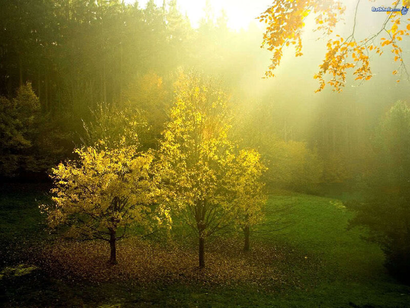 Sunlight through autumn trees