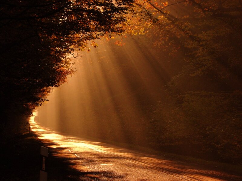 Sunlight through autumn trees